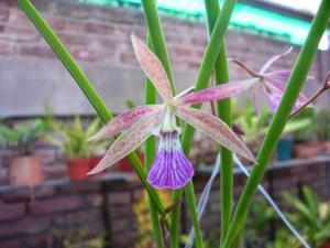 <i>Encyvola</i> S. y N. Pequeña Sorpresa Rubí