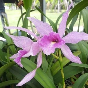 Brassolaeliocattleya Pauka'a Annwell