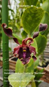 <i>Dendrobium</i> H. M. Soeharto