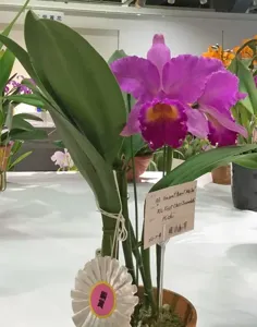 <i>Rhyncholaeliocattleya</i> Spring Pearl