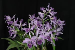 Laelia canhamiana