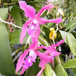 Laelia Maunalani