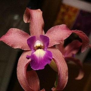 Laelia Splendid Spire