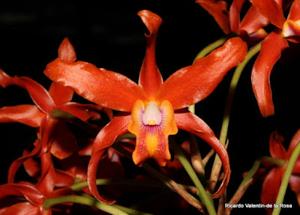 Laelianthe Cruzan Gold