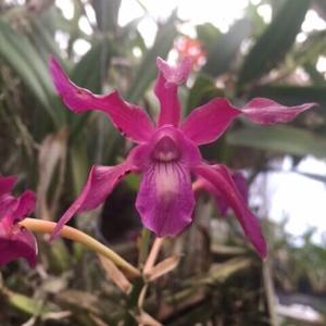 Laelianthe Mailamai Carmine
