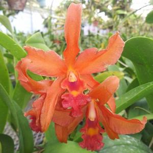 Laeliocatanthe RIO's Beautiful Show