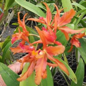 Laeliocatanthe RIO's Beautiful Show