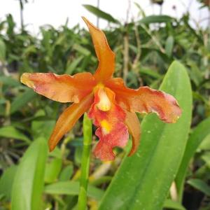 Laeliocatanthe RIO's Beautiful Show