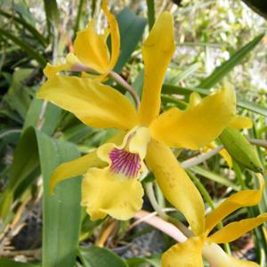 <i>Laeliocatanthe</i> Inge Graf