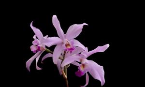 Laeliocattleya Edissa