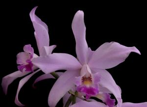 Laeliocattleya Edissa