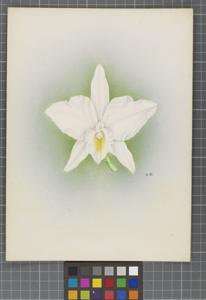 Laeliocattleya Eunice