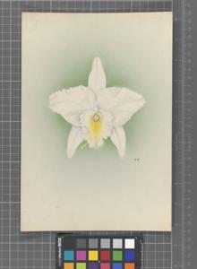 Laeliocattleya Eunice