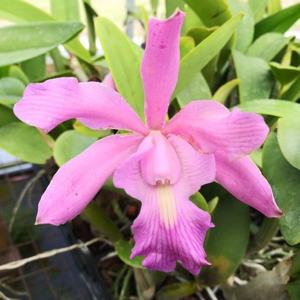 Laeliocattleya El Ranchito