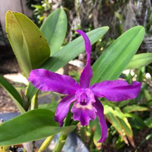 Laeliocattleya Porto