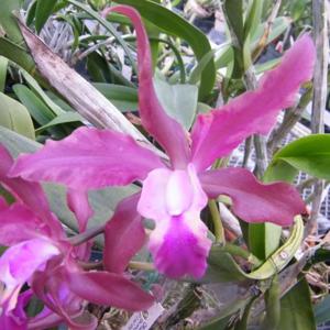 Laeliocattleya Porto