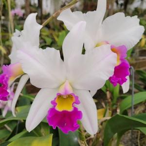 Laeliocattleya Coastal Splendor