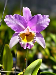 Laeliocattleya Puppy Love