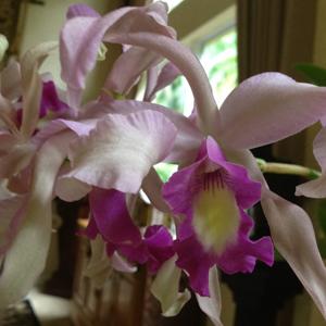 <i>Laeliocattleya</i> Arleigh Ball