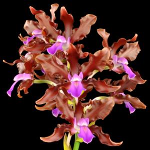 Laeliocattleya Bela Lugosi