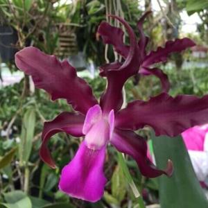 Laeliocattleya Bela Lugosi