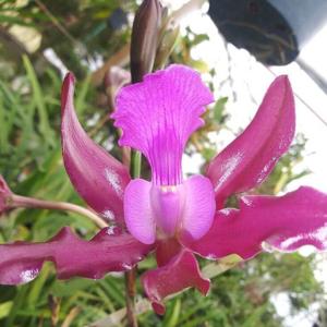 Laeliocattleya Bela Lugosi