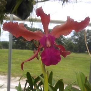 Laeliocattleya Maritza Segovia