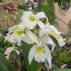 Laeliocattleya Memoria Sr Bernarda Hoff RSM