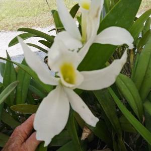 Laeliocattleya Memoria Sr Bernarda Hoff RSM