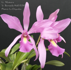 Laeliocattleya Memoria Sr Bernarda Hoff RSM