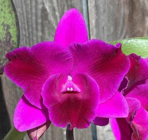 Laeliocattleya Crimson Dragon