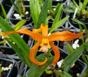 <i>Laeliocattleya</i> Ross Otto