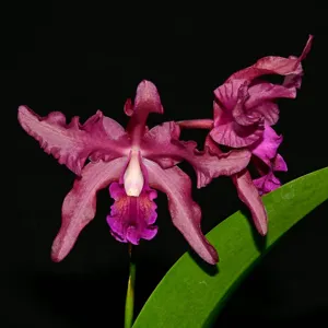 <i>Laeliocattleya</i> Margaret Ackerley