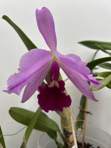 Cattleya Eximia
