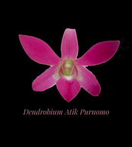 Dendrobium Atik Purnomo
