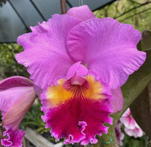 Rhyncholaeliocattleya William's Drumbeat