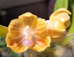 Phalaenopsis LD Java Canary