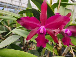 <i>Rhyncholaeliocattleya</i> Palmer's Glen