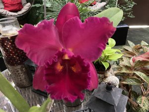 Rhyncholaeliocattleya Taiwan Chief Wine