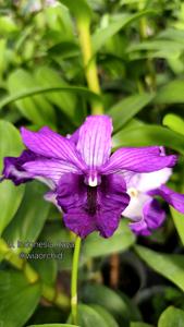 Dendrobium Indonesia Raya