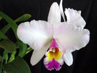 <i>Rhyncatlaelia</i> Samba Point