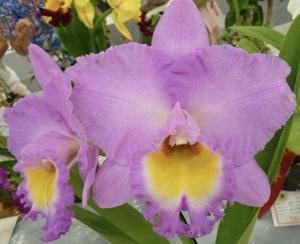 <i>Rhyncholaeliocattleya</i> Caricia en Paraiso