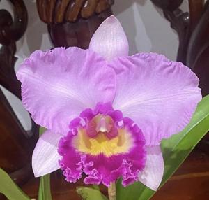 <i>Rhyncholaeliocattleya</i> Deception Bells