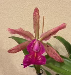 Cattleya Princesse Clémentine