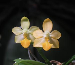 <i>Phalaenopsis</i> Liu's Gold Coin