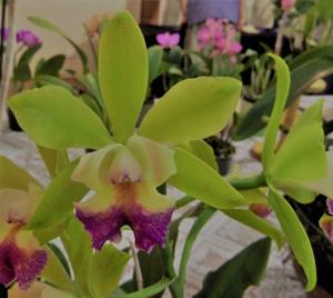 <i>Rhyncholaeliocattleya</i> Wattana Greenworth