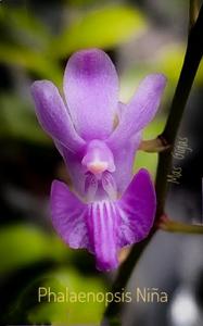 Phalaenopsis Niña
