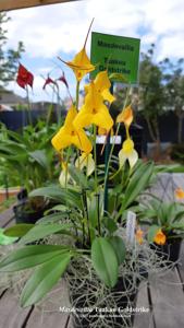 Masdevallia Tuakau Goldstrike