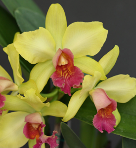 Rhyncholaeliocattleya Hawaiian Galaxy