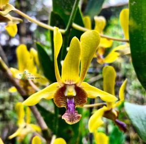 Dendrobium Paras Ayu